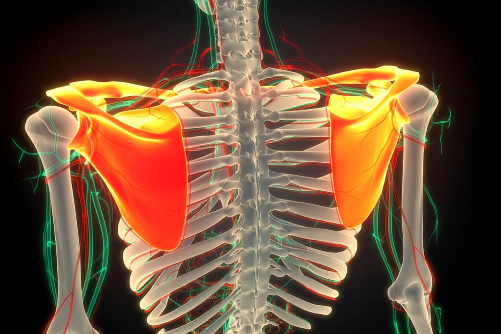 Come allenare il cingolo scapolo-toracico