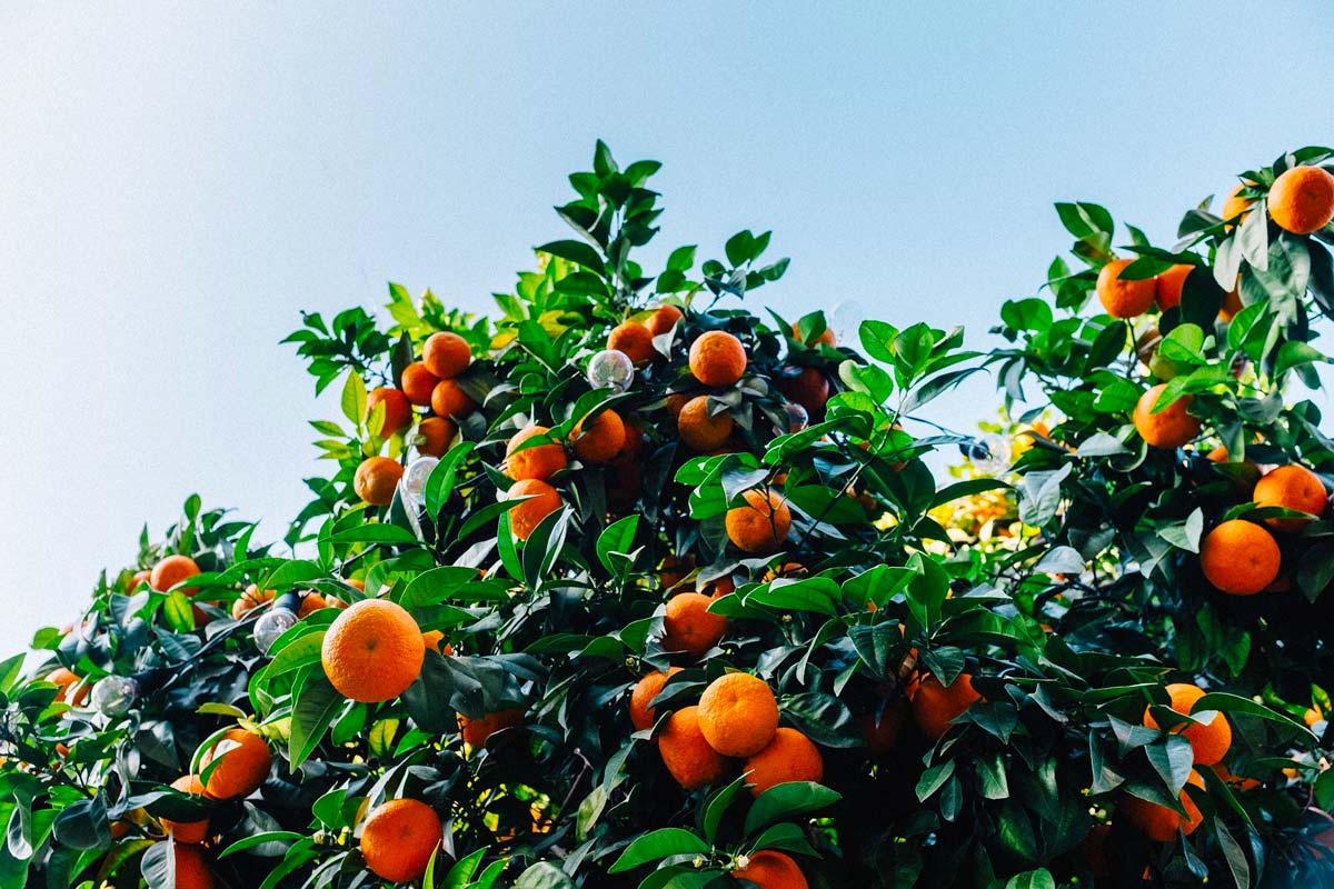 fitness-la-palestra-frutta-proteica-secca-fresca-proteine-1