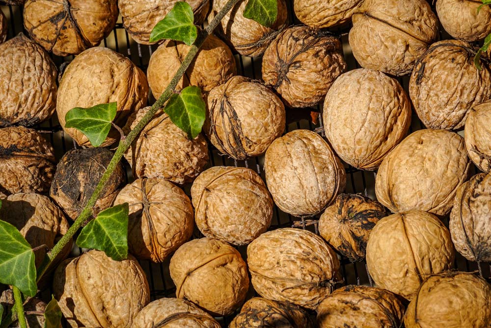 fitness-la-palestra-frutta-proteica-secca-fresca-proteine-3