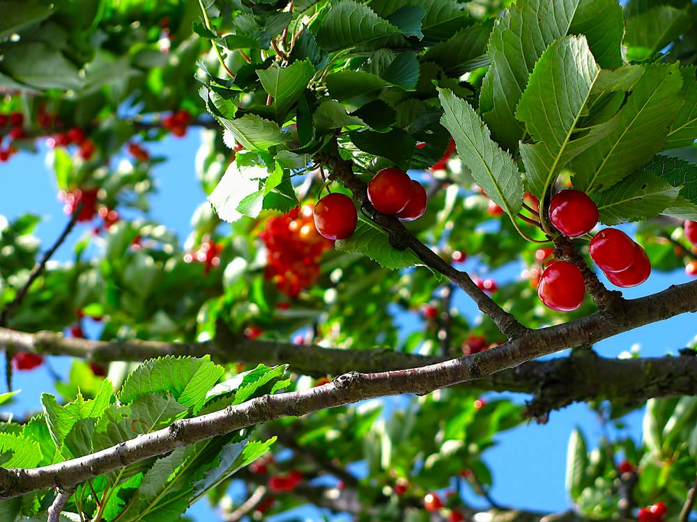 fitness-la-palestra-frutta-proteica-secca-fresca-proteine-4