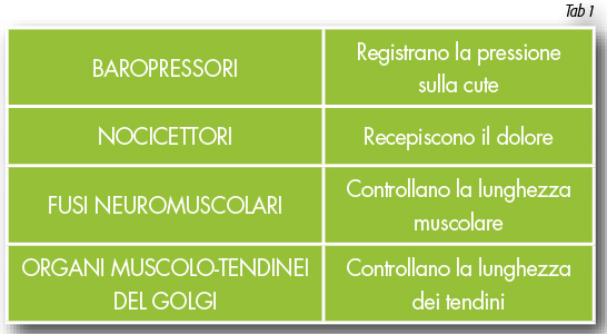 rieducazione segmentaria tabella 1