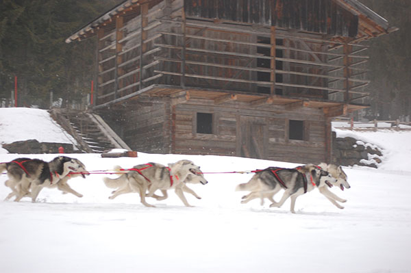 Viaggi-e-Fitness_foto-SAURIS-UDINE-sleddog.jpg