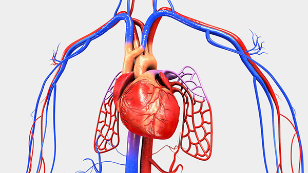 L'importanza dell'attività fisica per la salute del cuore