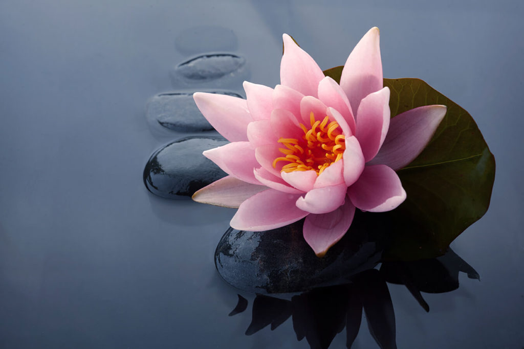 Il fiore di loto nella cultura orientale