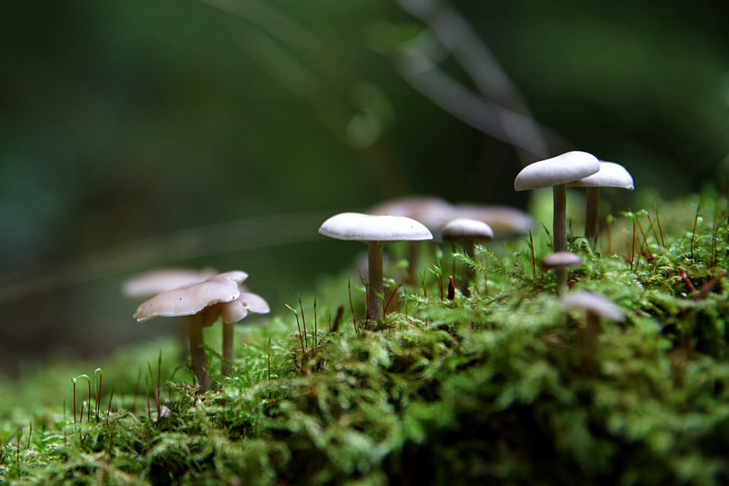 Come cucinare i funghi benefici per preservarne le proprietà nutritive