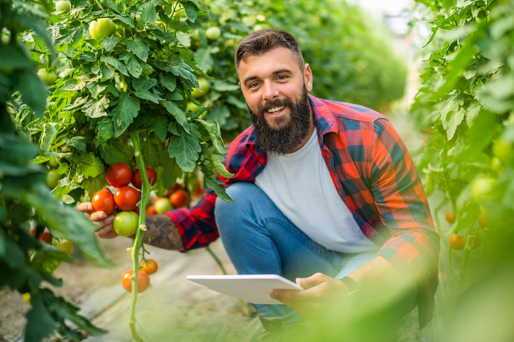 Come coltivare i pomodori in casa o in giardino
