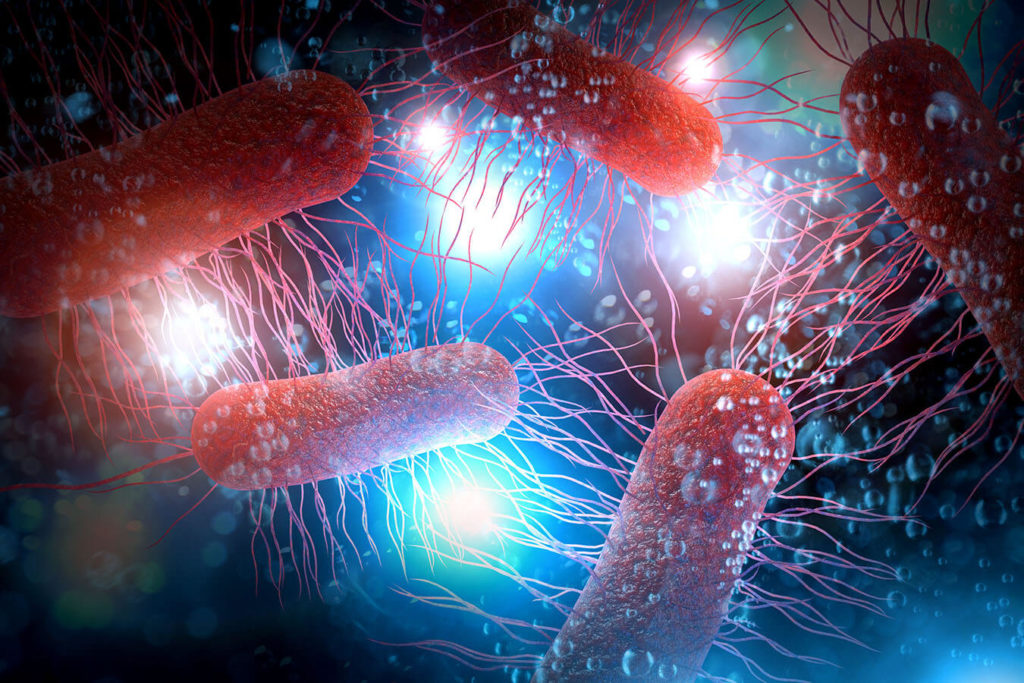 Escherichia Coli: cos'è e come prevenirla e curarla