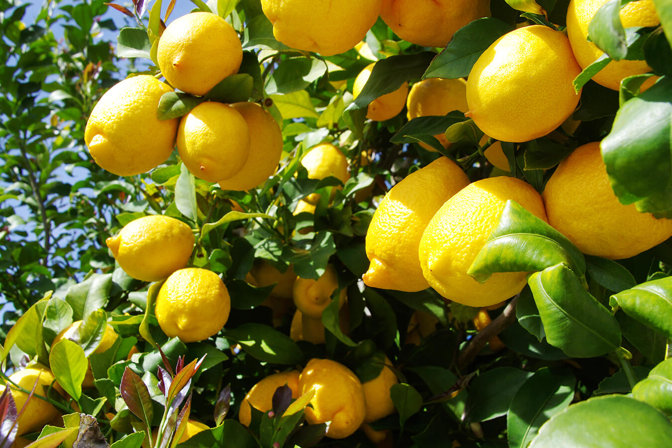 Limoni: proprietà e benefici per la salute - La Palestra