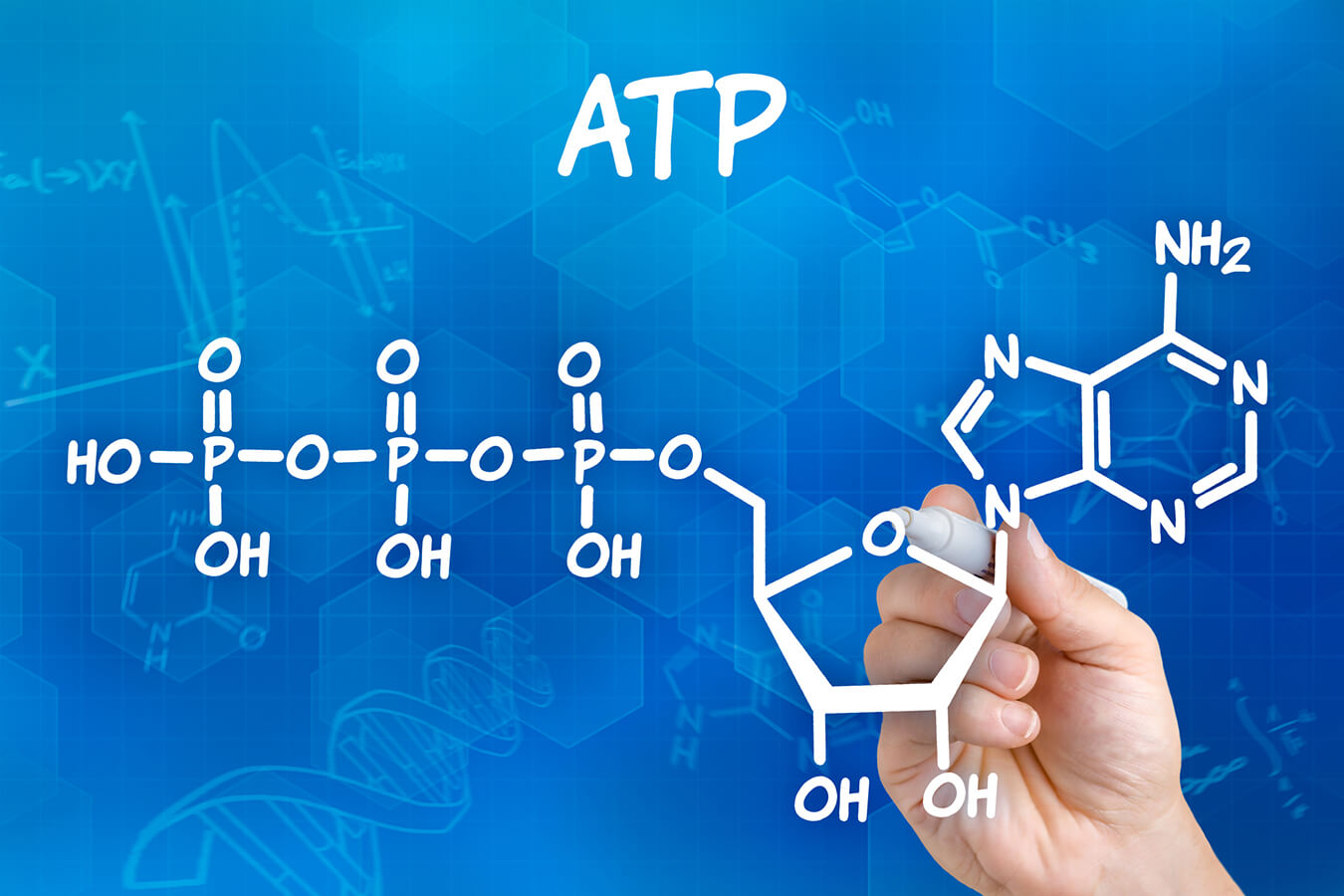 Atp il motore vitale delle cellule e il segreto dell energia la palestra