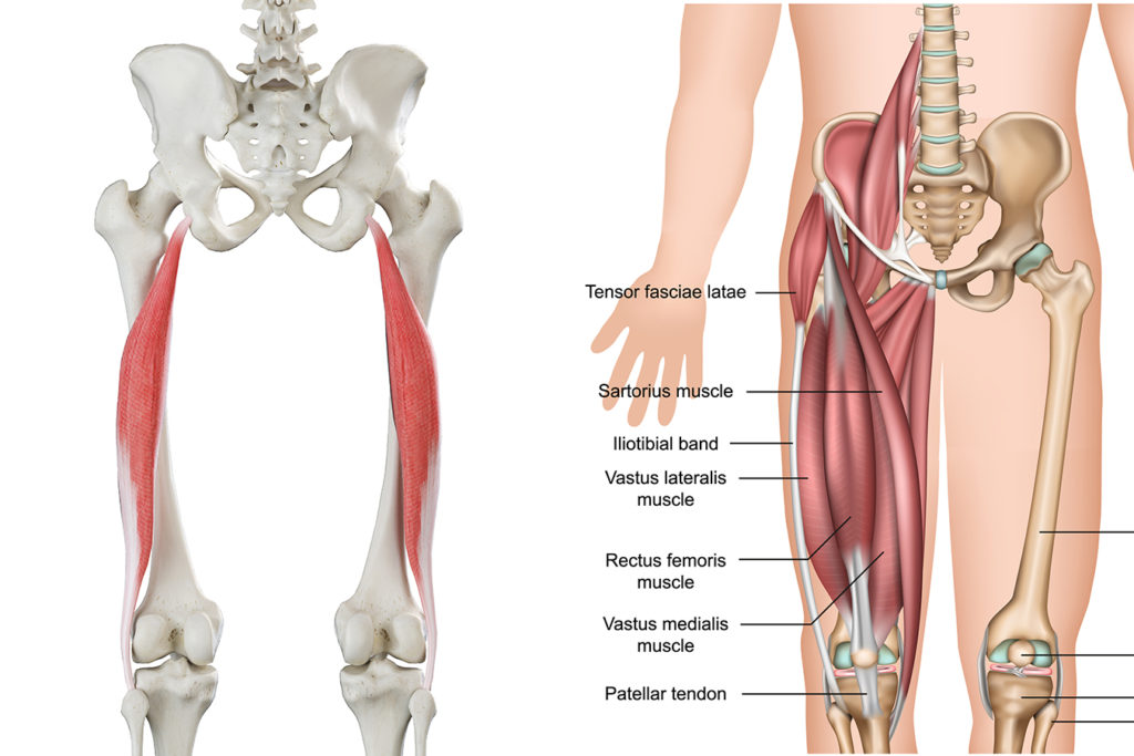 Bicipite Femorale: Posizione, Funzioni e Cura delle Lesioni