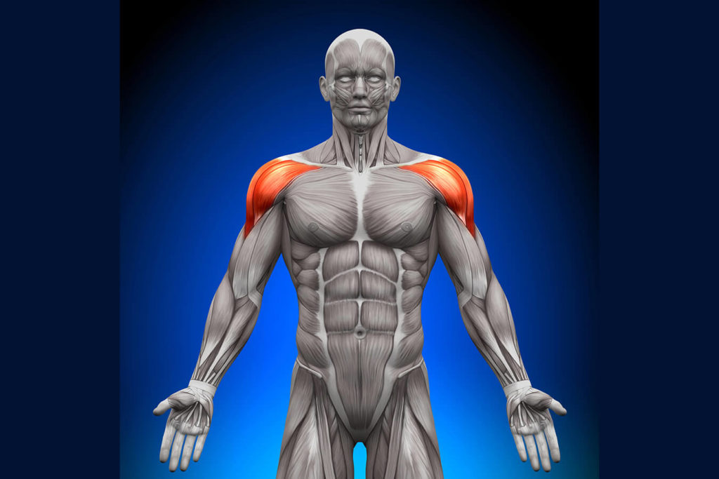 Deltoide: Il Muscolo Chiave per la Forza e la Mobilità delle Spalle