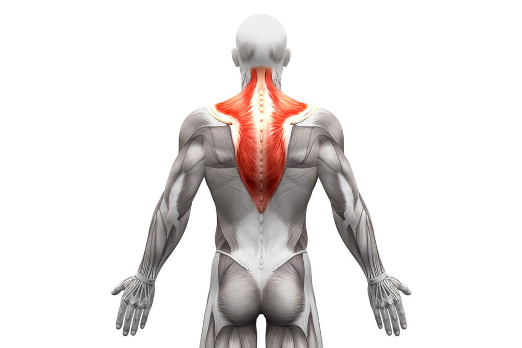 Il muscolo trapezio: come gestirne infiammazioni e contratture