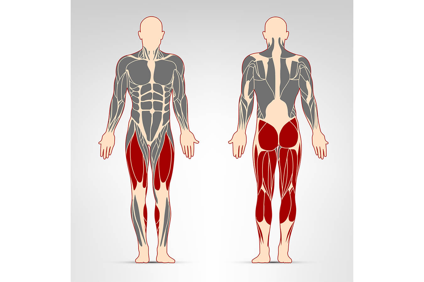Muscoli della Gamba: Guida Completa ai Muscoli degli Arti Inferiori