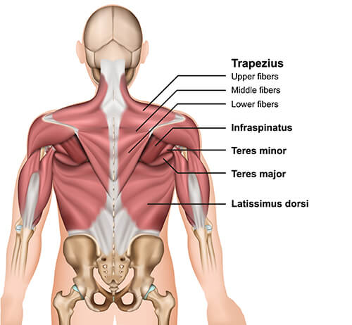 Come sciogliere una contrattura al trapezio