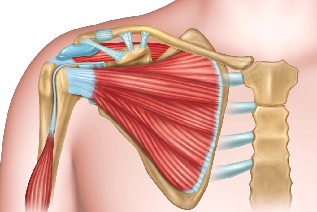 Acromion: tutto quello che devi sapere
