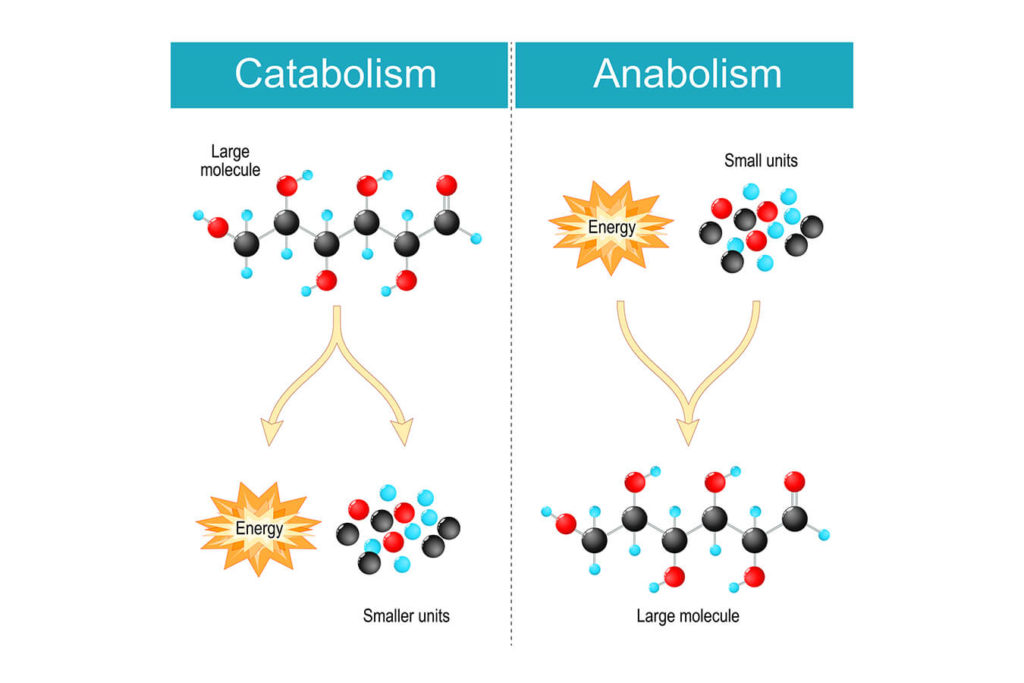 Anabolismo: il processo costruttivo del metabolismo