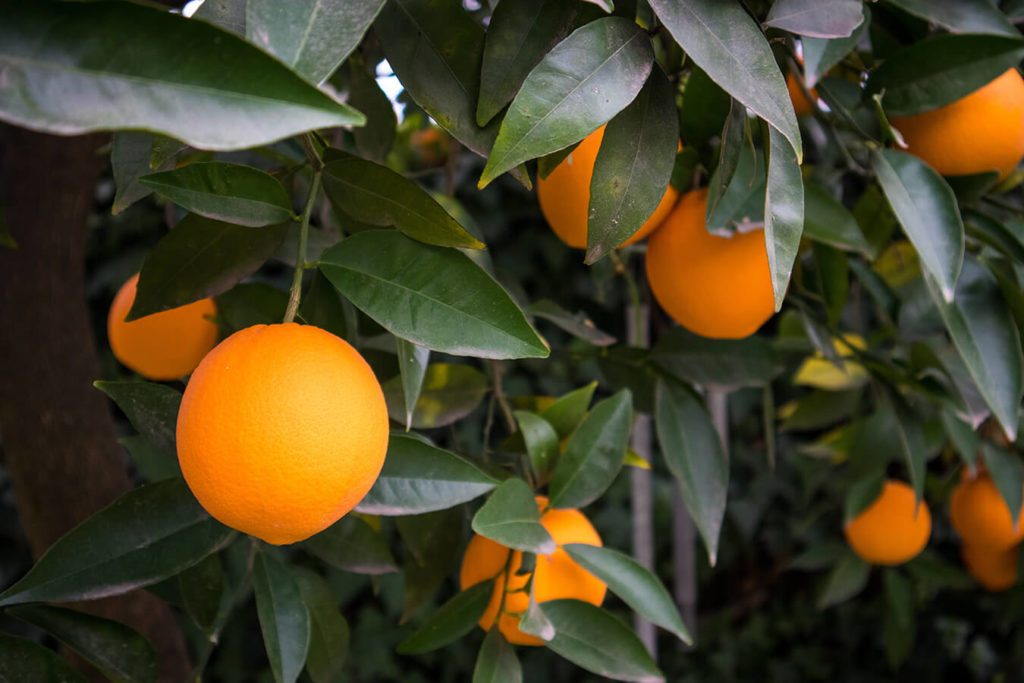 Benefici nutrizionali delle arance