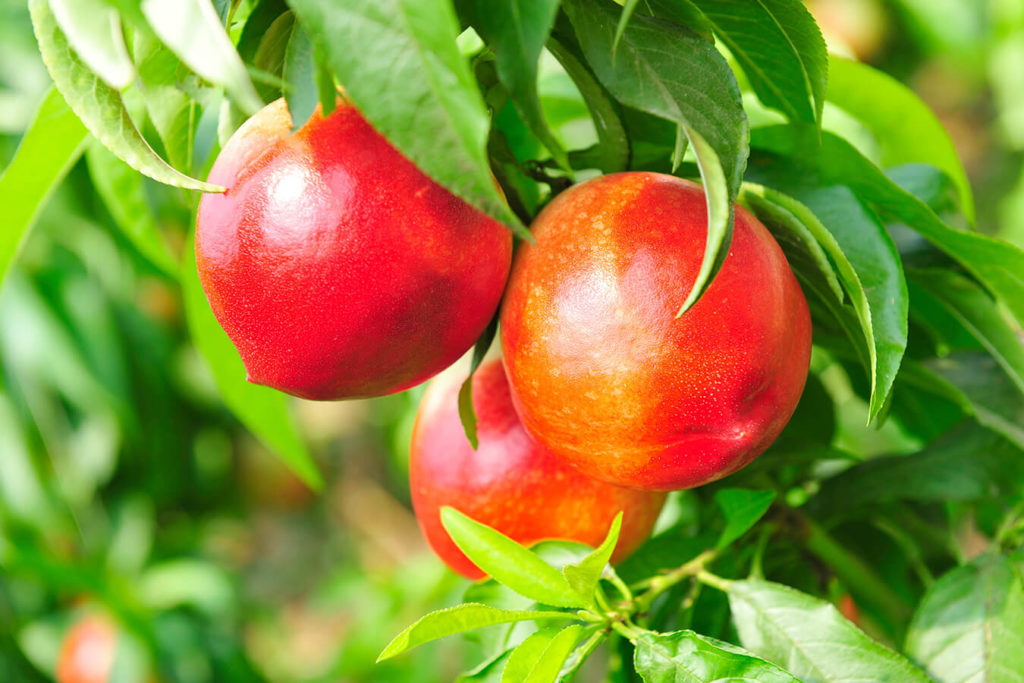 Calorie Pesca: una guida per il suo consumo nella  dieta