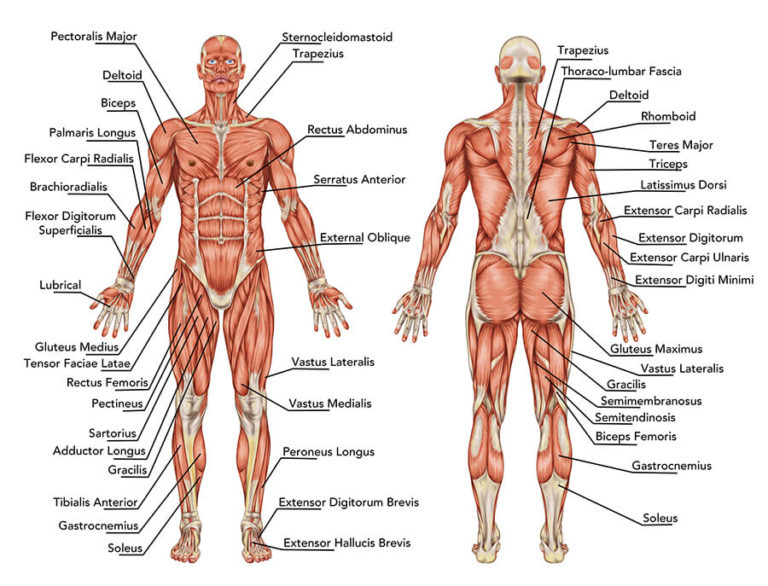 Muscoli del corpo umano: anatomia e funzionalità - La Palestra