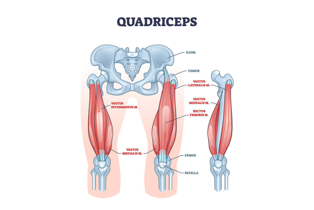 Quadricipite femorale: anatomia, cause del dolore e allenamento