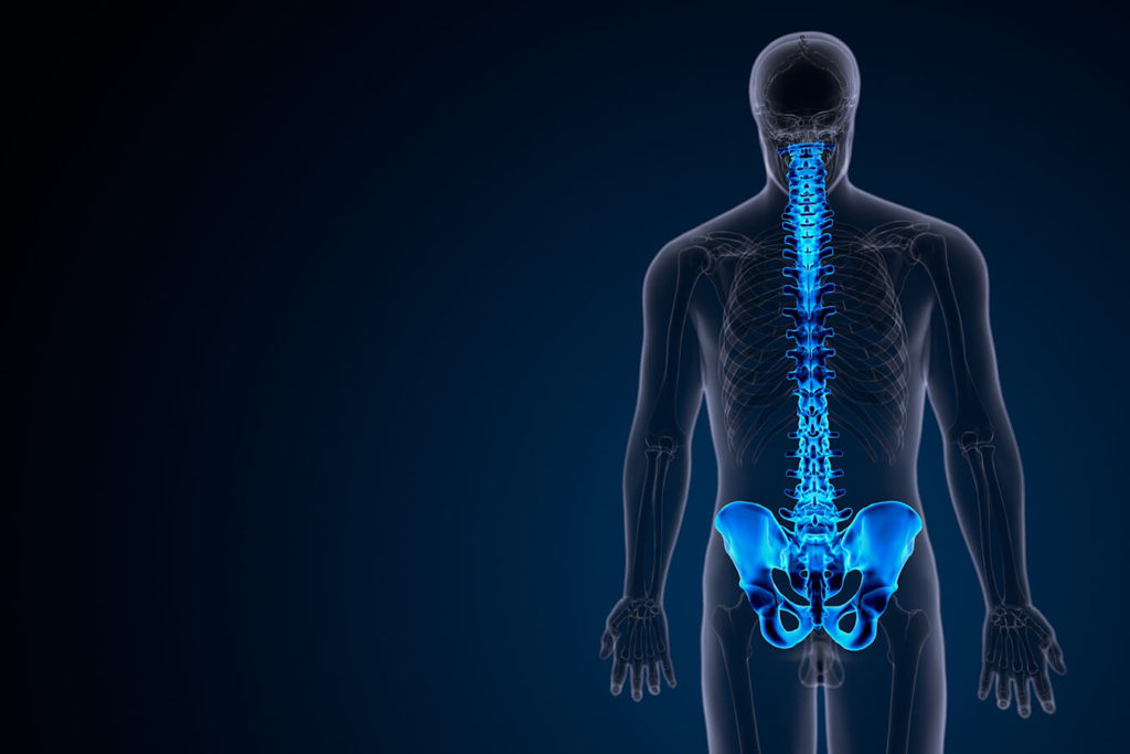 Rachide: anatomia, patologie e suddivisione