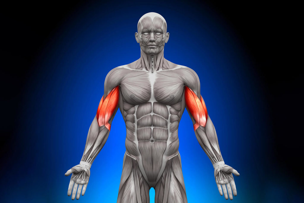 Bicipite Brachiale: cause del dolore, diagnosi e trattamento