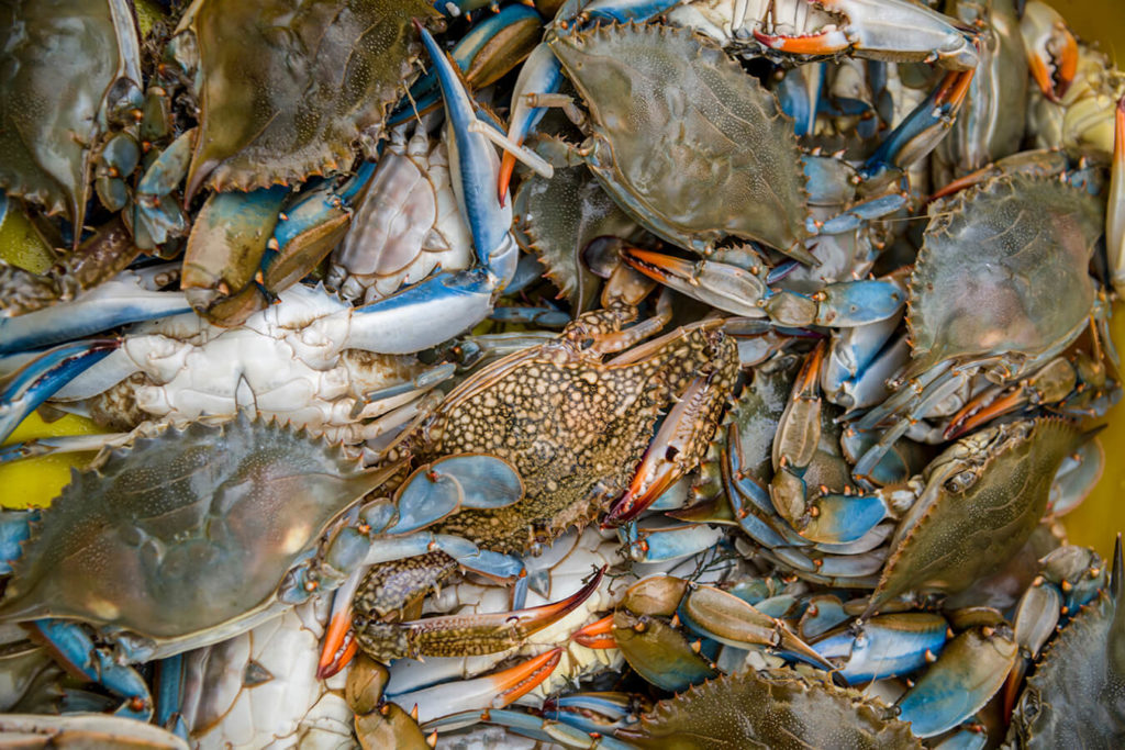 Cosa si mangia del granchio blu
