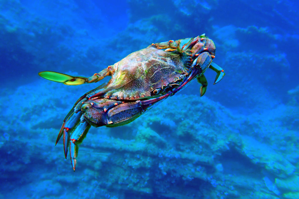 Granchio Blu: una guida completa