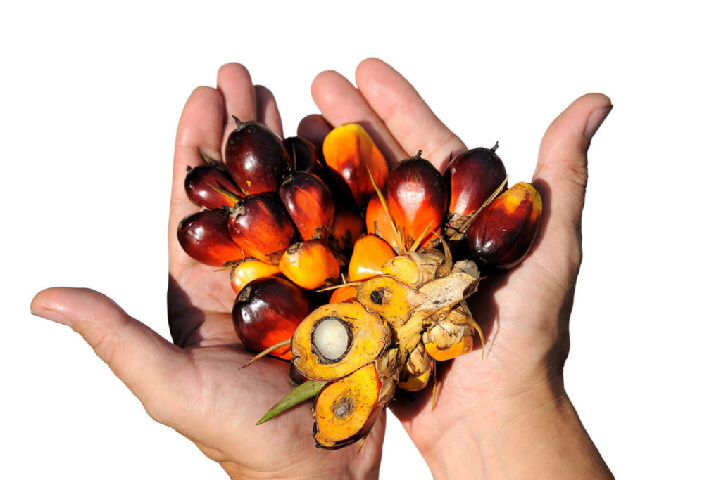 Perché è stato vietato l'olio di palma