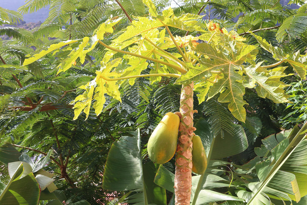 Quando è meglio mangiare la papaya?