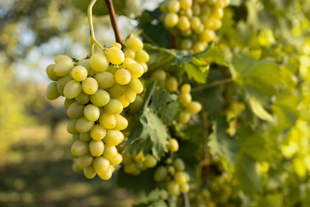 Uva: benefici, controindicazioni e apporto nutrizionale
