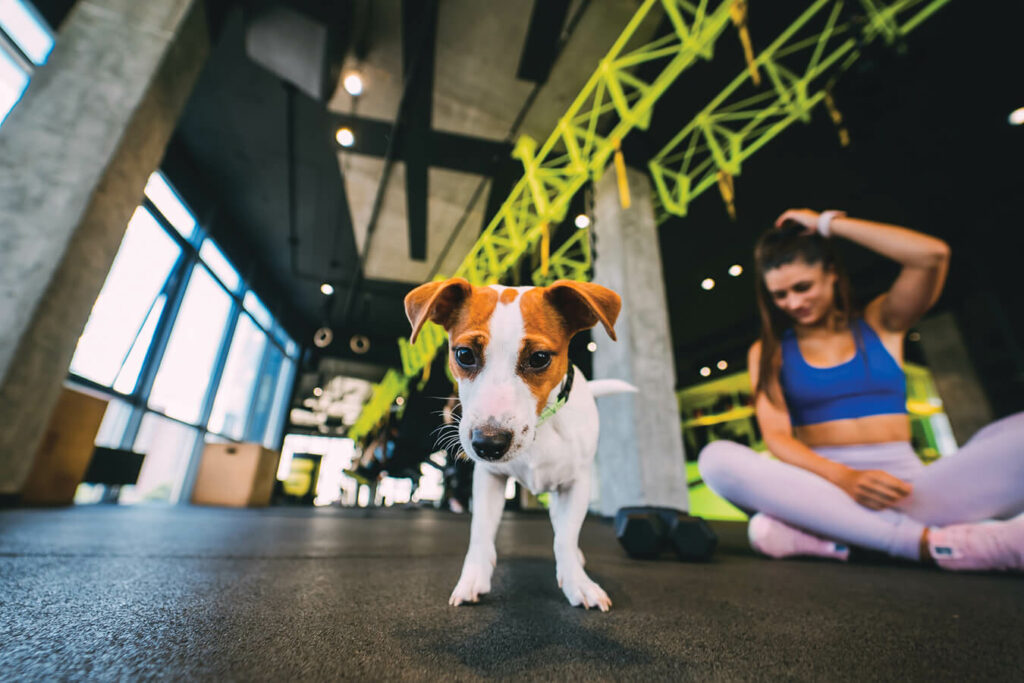 Fit Dog Revolution l'Ascesa delle Palestre Pet-Friendly