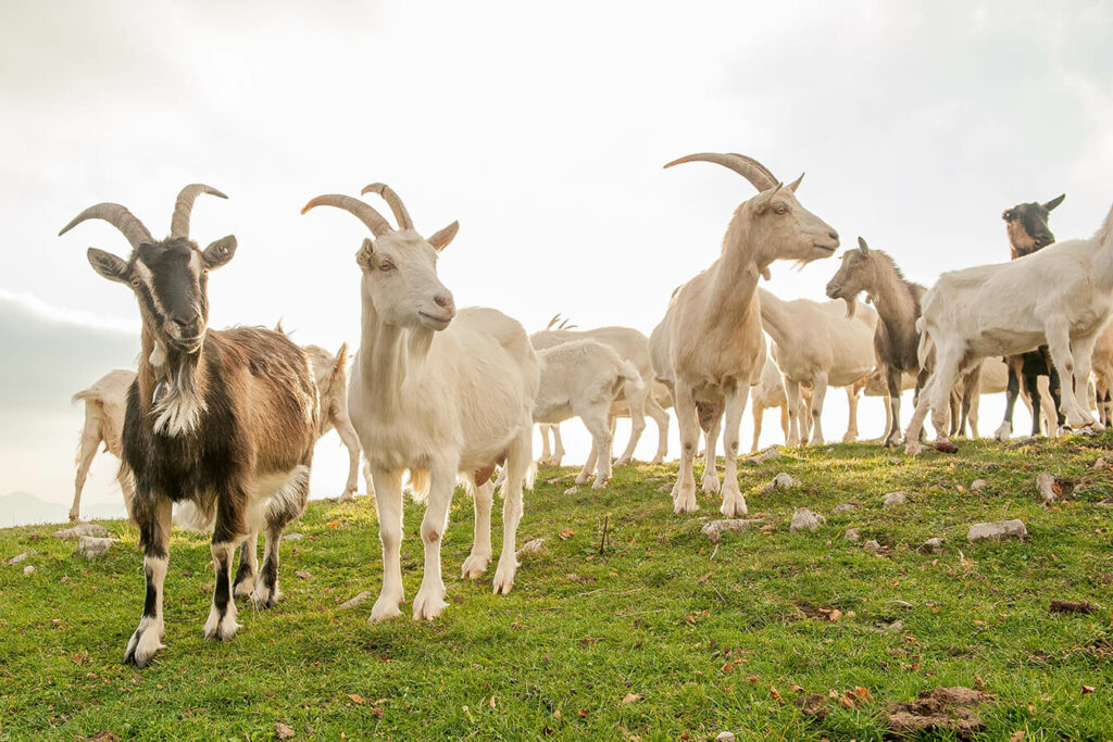 Latte di capra lattosio: benefici, differenze e consigli