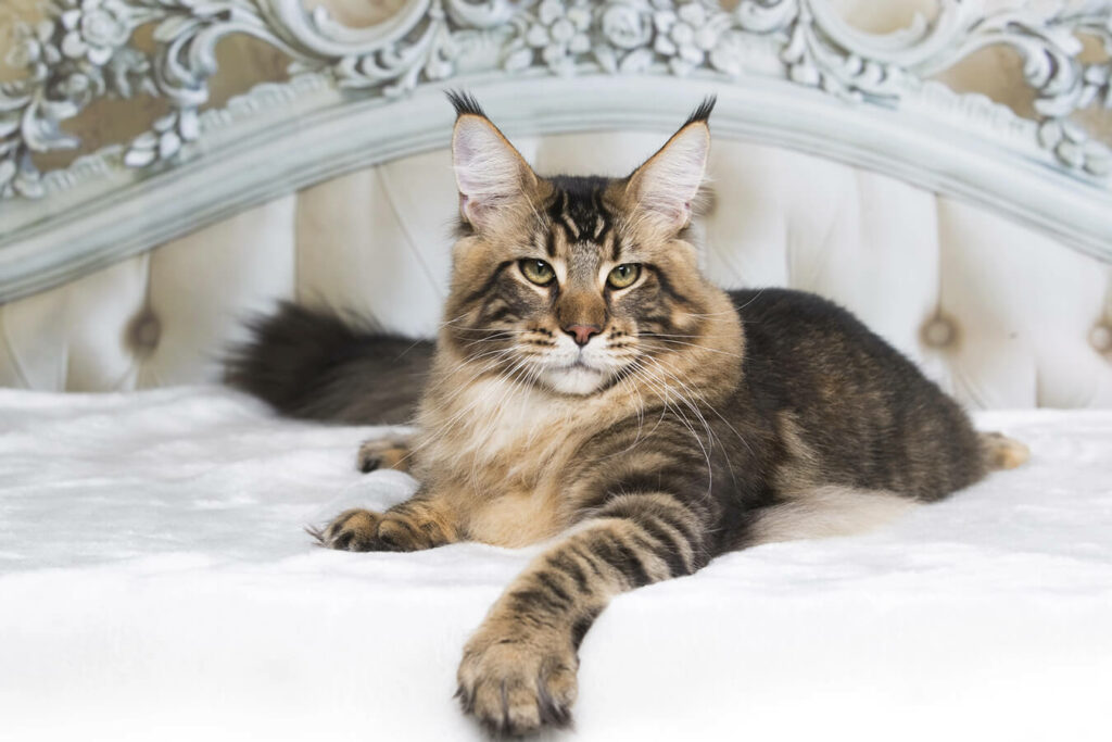 Maine Coon: Il Gigante Gentile dei Gatti Domestici