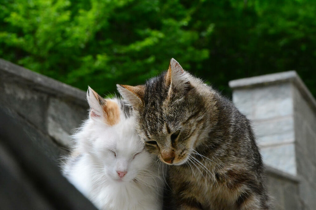 Razza gatti: guida completa per scegliere il gatto perfetto