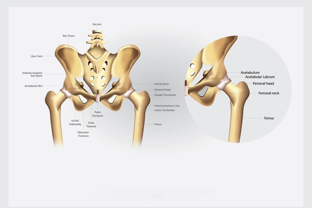 Ossa del Bacino: anatomia, funzioni e disturbi comuni