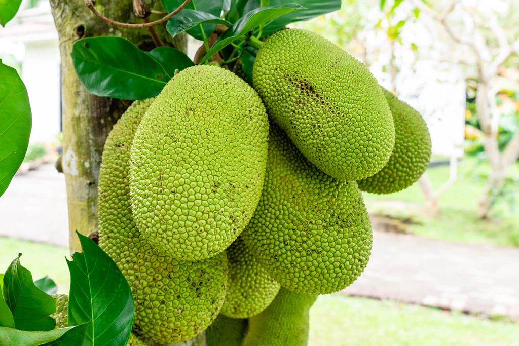 Jackfruit: il frutto tropicale che sta conquistando anche l’Europa